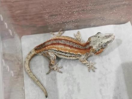 四直线盖勾亚长啥样?怎么选?喜欢盖勾亚守宫的小伙伴一起来看看吧。
#神奇动物在抖音 #爬宠 #盖勾亚守宫 #守宫 #宠物