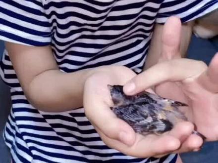 都说燕子不会飞入寻常百姓家,也不好养,养不活,可是看到小可怜被大风吹到地上,你还是想带她回家,尽我们所能,陪伴的岁月很美好,未来,也希望你能够更好#手养燕子