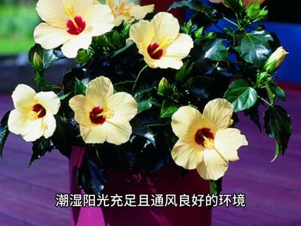 丹麦木槿花的养护技巧#爱生活爱养花