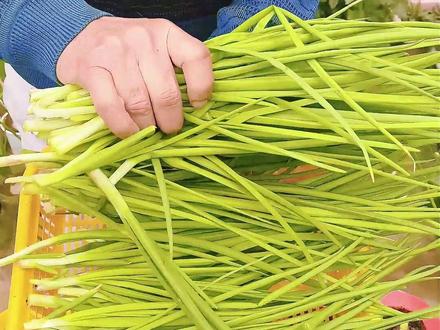 水培洋葱循环收获绿葱指南 水培洋葱循环鲜葱魔法,选带芽鳞茎 + 清水浅浸,散光勤换水,剪叶留茬 7 日再生#花卉 #绿色的姑娘果能否吃 #观赏果 #种子发芽 #珍珠果的功效作用