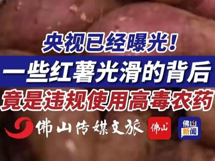 央视已经曝光!一些红薯光滑的背后,竟是违规使用高毒农药!(编辑:罗啟浩;责编:唐欣瑜;素材来源:央视新闻)#央视 #当地回应薯农用高毒农药种红薯 #食品安全 #甲拌磷