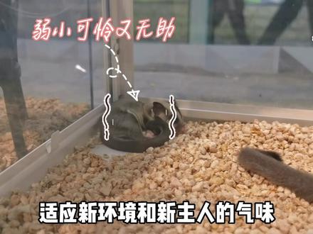 蜜袋鼯饲养攻略~新手入门 #蜜袋鼯