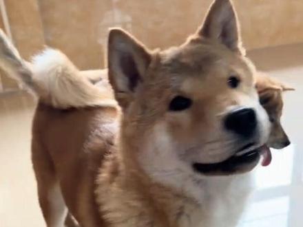 当你来阿呆阿彪家做客,哼哈二将就这样热情接待#家有中华田园犬 #萌宠出道计划 #虎斑犬 #土狗阿呆