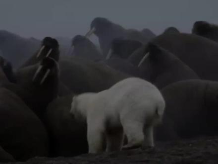 生活在北极的10种野兽(3)#动物世界 #北极动物 #北极熊