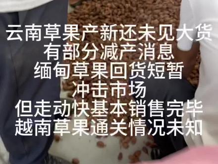 草果产新!价格何时入手?#中药 #抖音助农 #贸易 #草果 #香料