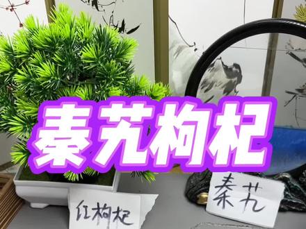 沙苑子搭配秦艽