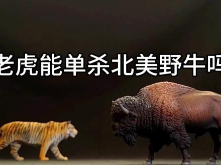 老虎能单杀北美野牛吗