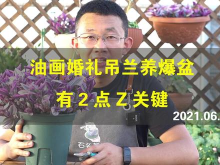 第1:一定要舍得修剪,第2:追肥 #养花 #石头花匠