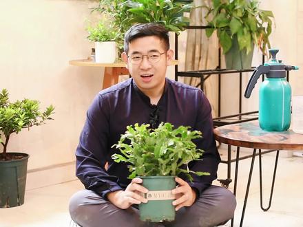 蟹爪兰怎么养?园艺师教你,蟹爪兰的详细养护技巧#养花