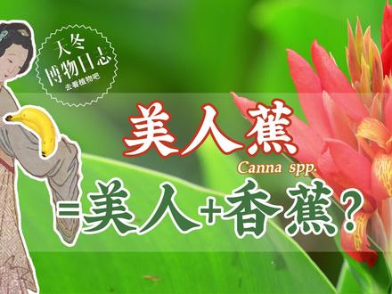 你以为的娇花,其实是美人蕉的雄性象征,你还敢偷吃花蜜吗?