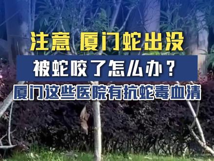 注意!厦门蛇出没!被蛇咬了怎么办?#厦门#毒蛇#蛇伤 (记者|李玮君 林德隆,编辑|李玮君)