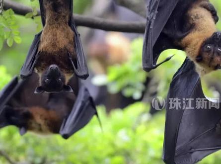 广州疾控提醒:科学应对尼帕病毒,记住这三点