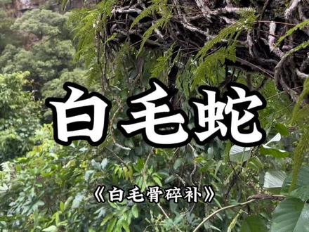 寻找大山里的本草: 白毛蛇又叫白毛骨碎补,你家乡叫它什么名字呢?#大自然的馈赠 #植物科普 #白毛蛇 #白毛骨碎补 #草本植物