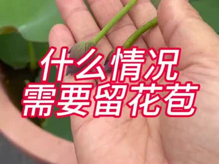 #什么情况可以留花苞#爱生活爱养花#种植小技巧#大型观赏盆栽荷花#荷花@百荷园荷花基地(开花对版 售后到开花)