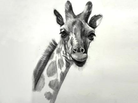 长颈鹿的详细教程🦒#素描 #零基础学画画 #教程 #长颈鹿