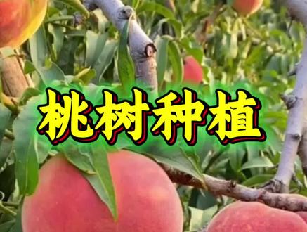 桃树留树保鲜 #桃树 #桃树管理 #果树管理 #增产增收 #种植小技巧