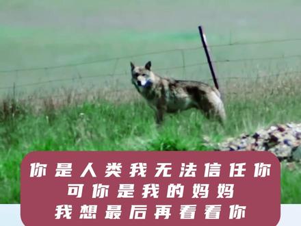 2020年,李微漪重返草原时,格林在远处凝视却未靠近。纪录片捕捉到了这一场景:“你是人类我无法信任你,可你是我的妈妈,我想最后再看看你。”#格林 #格林狼