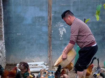 一鸭两吃,杀只自己养了三个月多点的麻鸭吃#纯天然美食 #记录日常#小助手