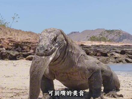 科莫多巨蜥太惨了,被电鳗电到呕吐,这是怎么回事?#动物世界 #野生动物零距离 #神奇的动物在抖音 #动物的迷惑行为 #科莫多巨蜥