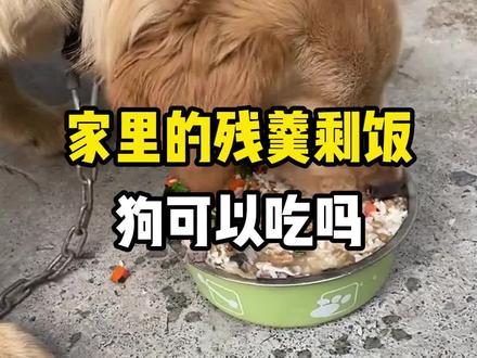 狗狗可以吃剩菜剩饭吗?#狗狗 #萌宠