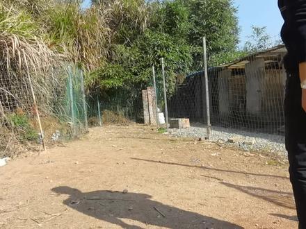 德国牧羊犬爱咬人撞人准备“人道毁灭”,狗语者老汤训犬立马搞定