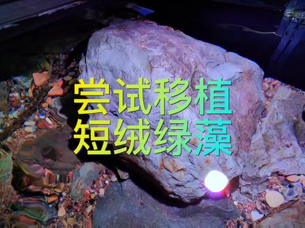 原生溪流缸尝试通过移植的方法来培养短绒绿藻。#溪流缸 #鱼缸造景 #玻璃缸中的大自然 #爆藻#2023年年有余
