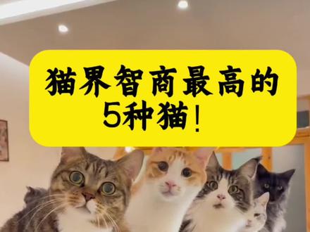 猫界智商最高的5种猫!#猫咪 #萌宠 #萌宠出道计划 #养猫新手 #养猫人 @抖加🔥上热门🔥dou+🔥热点宝 @抖音创作者中心 @DOU+小助手 @抖音小助手 @DOU+上热门 @桃桃的猫研所 @喵科动物研究所 @喵主子的铲屎官 @张研宠物信息咨询 @猫咪课堂-猫哥 @仙女咪萌呀 @茅台是只猫🐱