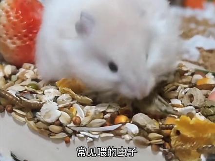 喂食虫子,适合给母鼠怀孕时补充营养和体力,平时不建议常喂,容易造成过度肥胖哦#金丝熊 #金丝熊日常 #养鼠日常分享 #仓鼠