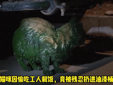 猫咪被工人扔进油漆桶溺死,肚子里都是油漆,手段残忍令人发指#动物救助 #我和流浪猫的故事 #流浪猫救助 #流浪猫 #万物皆有灵
