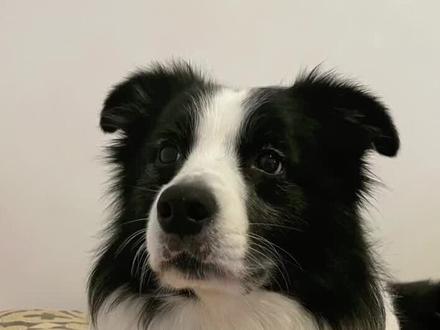 #边牧 这父子俩之间多少有点隔阂😂😂😂#小狗狗 #萌宠 #抖音小助手