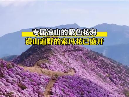 专属凉山的紫色花海,#漫山遍野的索玛花已盛开 !#旅行推荐官