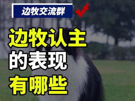 边牧认主的表现有哪些?#边牧交流群 #边牧群 #边牧交流 #边牧社群 #新手养狗