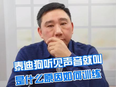 泰迪狗听见声音就叫是什么原因如何训练#科普 #泰迪 #狗狗 #宠物 #科学养宠 #正向训练