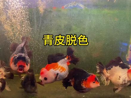 养金鱼青皮不褪变,咋能加加速! #玛丽泰狮 #泰狮 #观赏鱼