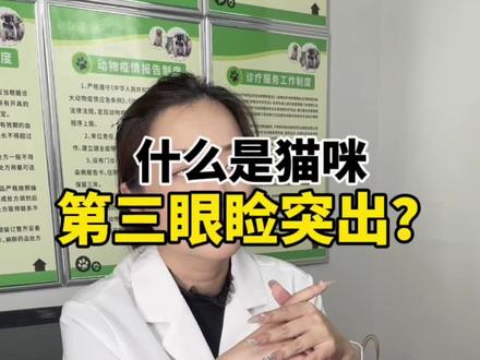 什么是猫咪第三眼睑突出?#科学养宠攻略 #关注我每天坚持分享知识 #新手养猫 #科普一下 #萌宠好物