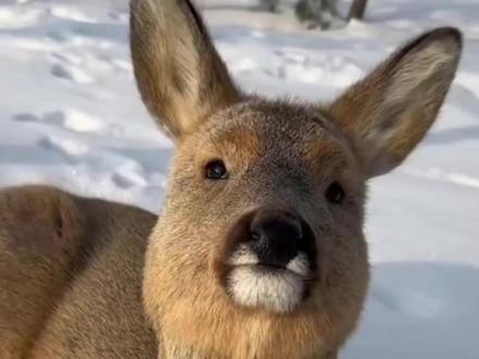 傻狍子真的傻吗?#动物 #动物科普 #傻狍子