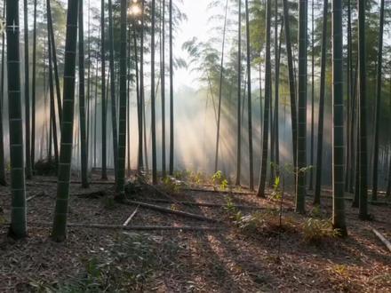 七下井冈翠竹公开课AI赋能课件教案来啦 🎋 竹海听风·翠竹手札体验课 🍃
🎬 120秒导入:晨光穿透薄雾洒在竹海☀️→指尖轻触温润竹节→爷爷削竹编筐的沙沙声👴→红军斗笠上的竹叶清香→回到书桌,手中竹制手账散发生命气息✨字幕:每一节竹筒,都藏着向上生长的温柔
📑 20页PPT:井冈竹海🎋→竹节有节→虚心向上→竹海听风🍃→竹编温度→斗笠记忆→竹筒饭香🍚→竹笔书写✍️→竹纸工艺→青翠手账→标本压花🌿→竹影水彩→书房陈列→亲子共读👨👩👧→坚韧之美→作品展示📝
🎯 教学设计:对象:自然人文爱好者;目标:体会竹之品格+制作竹意手札;重点:从翠竹中汲取温柔力量;流程:导入5min→散文品读10min→手作40min→分享5min
📝 课堂逐字稿:"轻抚竹制封面,感受生命的温润纹理🎋...写'咬定'二字时,想象竹根在岩缝中温柔坚持✍️...贴上这片压干的竹叶,是井冈山的绿色记忆🍃...画竹节不必笔直,允许弯曲是另一种坚韧💚...这本手札记录的不只是文字,更是如竹般虚心有节的生活态度🌿...置于案头,疲惫时翻开,让竹海的风声温柔拂去尘埃🎋"
愿这本翠竹手札成为你心灵的竹海🎋,在喧嚣都市里,为你守护那份咬定青山不放松的温柔与从容🍃
#井冈翠竹 #七年级下册语文 #语文课件 #公开课课件 #初中语文备课