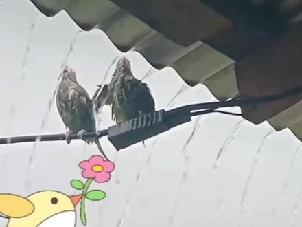 #快看趣闻 好聪明的小鸟!下雨天不光知道自己躲雨,还会把同伴挤到屋檐下避免它淋雨。