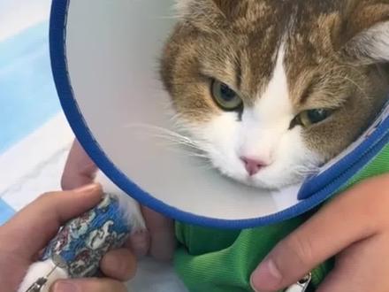 猫咪打麻醉药“秒”睡着,快得就像是开了特效...“为什么猫咪麻醉后都会伸舌头”#猫 #麻醉 #意不意外