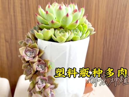 花盆不用买,塑料瓶巧加工,种多肉植物也好看 #自制花盆 #家庭园艺 #多肉植物