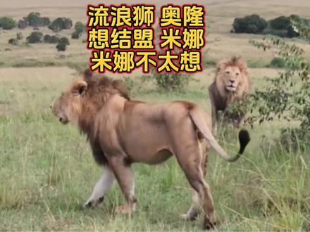 流浪狮奥隆想结盟米娜 米娜不太想 #黑岩男孩#流浪#动物世界#野生动物零距离#真实生活分享计划 流浪雄狮奥隆 遇见黑岩男孩米娜,奥隆特别像结盟米娜,米娜却不感冒,双方一直在无声对持,米娜像看傻子一样,看奥隆。百分之八十它们不可能结盟,百分之二十在米娜身上。三天之内有结果。