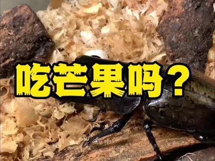 芒果真好吃…🥭 改善下伙食嘛……自己已经吃的那么苦了 心爱的宝贝怎么可以折磨它们呢~
#昆虫 #昆虫世界 #甲虫 #长戟大兜虫 #舌尖上的味道