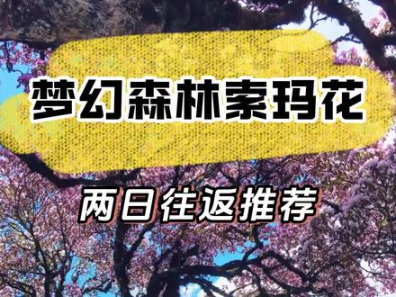 这周出发赏索玛花#成都周边游 #户外 #徒步 #找搭子 #赏花