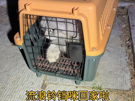 走失流浪铃铛咪回家了 感谢抖音啊,有流浪,两天不到就找到主人了#萌宠帮帮团
#宝贝年味企划 #宝贝年味企划#万物可爱计划 #走失猫咪回家