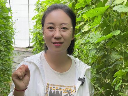 苦瓜种植中,侧枝要这样留#农业种植 #苦瓜 #苦瓜种植