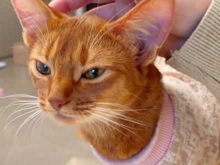 没想到小猫鼻子这么灵,所以大家一定要照顾好自己,小猫真的会很担心你!#记录我和动物的互动日常 #猫咪真的好象个小宝宝 #阿比西尼亚猫 #养宠人的治愈谁懂啊