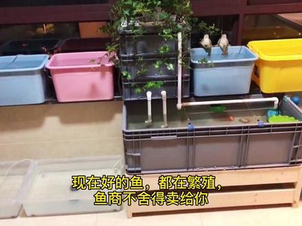 新手该不该买鱼苗养?揭秘鱼商的鱼苗套路,千万别想着捡漏好鱼苗