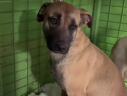 杨耀祖:老头你又说我~😅#狗狗狗狗狗狗 #西北刀客杨耀祖 #祸祸儿#助力西北刀客公益护农破500万粉丝