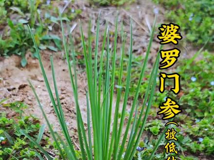 长农田里的“海鲜” 婆罗门参因其吃起来有牡蛎味,被称为菜中牡蛎,全草都可以食用,根还可以入本草,你吃过婆罗门参吗?#识百草 #婆罗门参 #植物科普 #大自然的馈赠