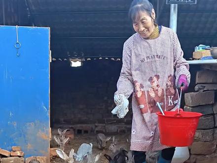 我们繁殖小兔过程中会遇到各种各样的问题,小兔吃不饱奶、小兔受凉、小兔潮湿、老鼠侵害!所以需要我们用心管理去解决问题,才能提高成活率#农村创业养殖 #新农人计划